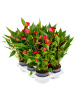 Антуриум Андрея 'Million Flower' 6/tray  H35×W30 D12×10 см 