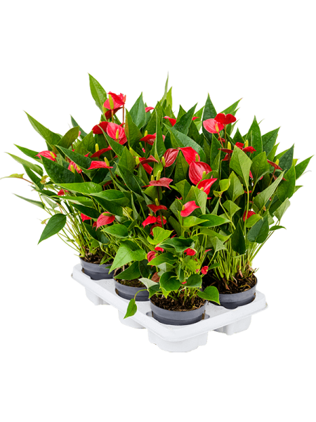 Антуриум Андрея 'Million Flower' 6/tray  H35×W30 D12×10 см 