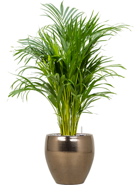 Дипсис Арекa Желтоватый  H100×W45 D21×19 см 