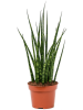Сансевиерия Cylindrica 'Fernwood Mikado' 6/tray  H40×W20 D12×9 см 