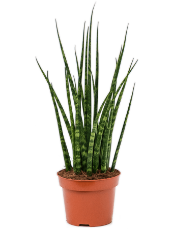 Сансевиерия Cylindrica 'Fernwood Mikado' 6/tray  H40×W20 D12×9 см 