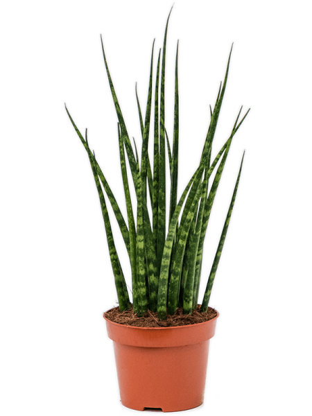Сансевиерия Cylindrica 'Fernwood Mikado' 6/tray  H40×W20 D12×9 см 