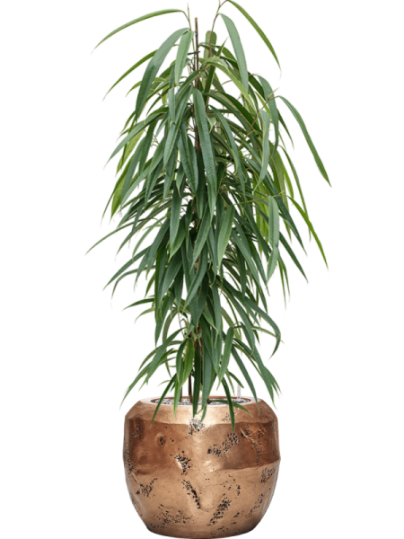 Фикус Биннендейка 'Alii'  H100×W40 D21×19 см 