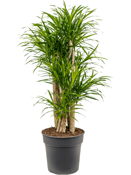 Плеомеле Драцена Пёстрая 'Anita '  H110×W40 D27×25 см 