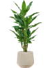Драцена Fragrans 'Burundii'  H90×W40 D19×18 см 