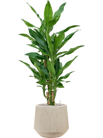 Драцена Fragrans 'Burundii'  H90×W40 D19×18 см 