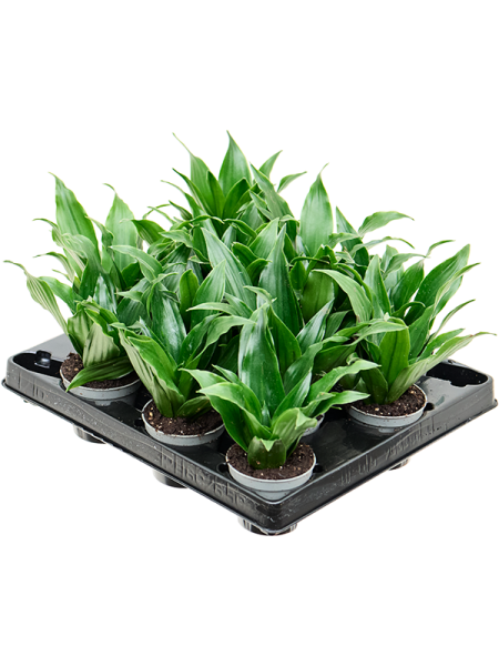 Драцена Fragrans 'Janet Craig' 12/tray  H12×W12 D6×5 см 