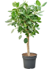 Фикус Бенгальский 'Audrey'  H140×W50 D34×30 см 