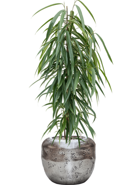 Фикус Биннендейка 'Alii'  H100×W40 D21×19 см 