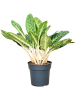 Аглаонема 'Key Lime'  H85×W65 D27×25 см 