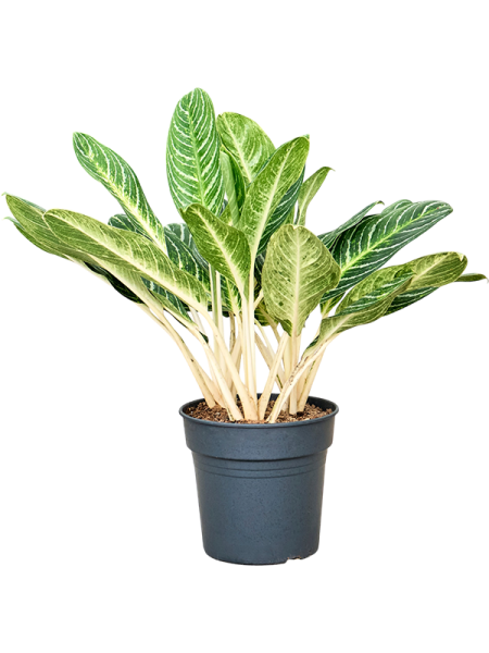 Аглаонема 'Key Lime'  H85×W65 D27×25 см 