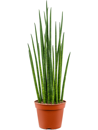 Сансевиерия Cylindrica 'Mikado' 7/tray  H55×W15 D14×12 см 