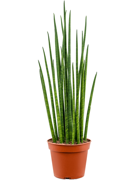 Сансевиерия Cylindrica 'Mikado' 7/tray  H55×W15 D14×12 см 