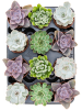 Эхеверия Mix 12/tray  H15×W12 D9×8 см 