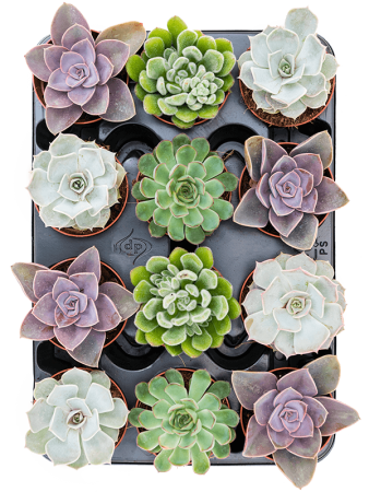 Эхеверия Mix 12/tray  H15×W12 D9×8 см 