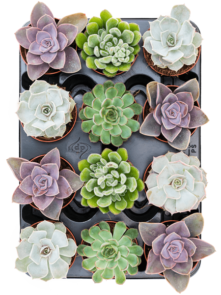 Эхеверия Mix 12/tray  H15×W12 D9×8 см 