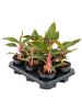 Аглаонема 'Jungle Red' 6/tray  H35×W25 D12×11 см 