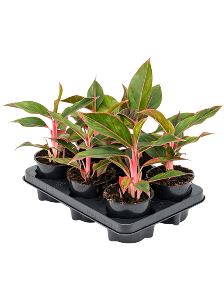 Аглаонема 'Jungle Red' 6/tray  H35×W25 D12×11 см 