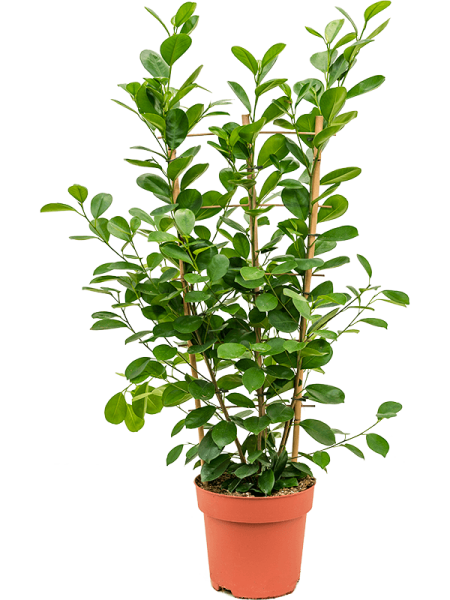 Фикус Мелкоплодный 'Moclame'  H100×W40 D24×21 см 