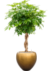 Шеффлера Arboricola 'Compacta'  H125×W60 D30×27 см 