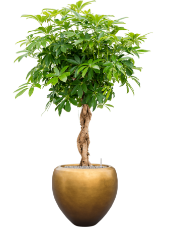 Шеффлера Arboricola 'Compacta'  H125×W60 D30×27 см 