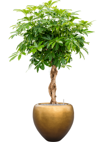 Шеффлера Arboricola 'Compacta'  H125×W60 D30×27 см 