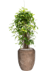 Драцена Surculosa 120-150  H120×W55 D27×25 см 