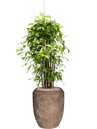 Драцена Surculosa 120-150  H120×W55 D27×25 см 
