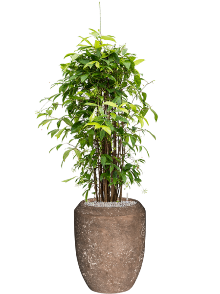Драцена Surculosa 120-150  H120×W55 D27×25 см 