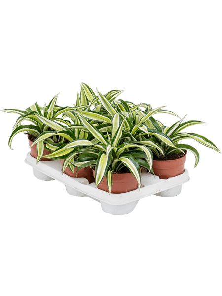 Драцена Fragrans 'Malaika' 6/tray  H20×W20 D12×10 см 