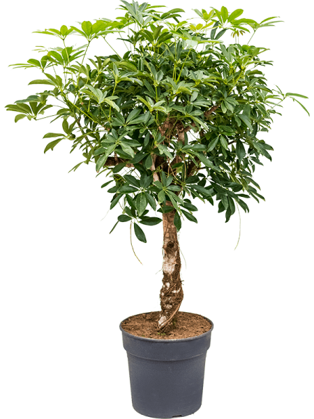Шеффлера Arboricola 'Compacta'  H125×W60 D30×27 см 