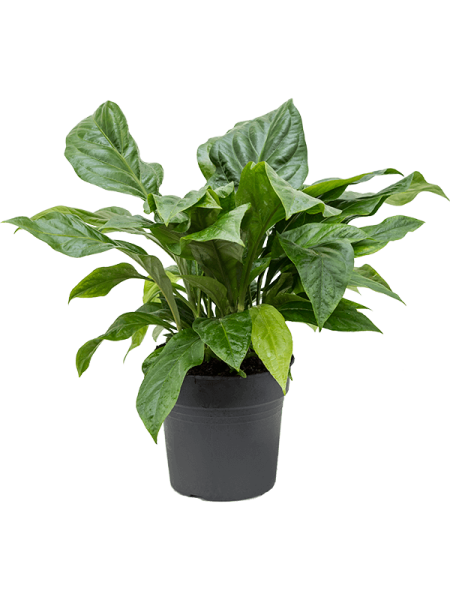 Антуриум Эллиптический 'Jungle Bush'  H75×W75 D30×28 см 