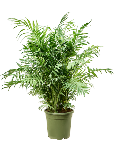 Хамедорея Elegans  H115×W50 D30×25 см 
