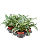 Драцена Fragrans 'Jade Jewel' 8/tray  H25×W25 D12×10 см 