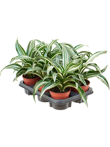Драцена Fragrans 'Jade Jewel' 8/tray  H25×W25 D12×10 см 