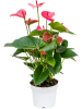 Антуриум Андрея 'Pink Champion' 4/tray  H55×W35 D17×14 см 