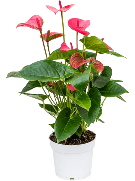 Антуриум Андрея 'Pink Champion' 4/tray  H55×W35 D17×14 см 
