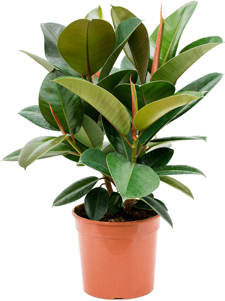 Фикус Elastica 'Robusta'  H60×W50 D21×20 см 