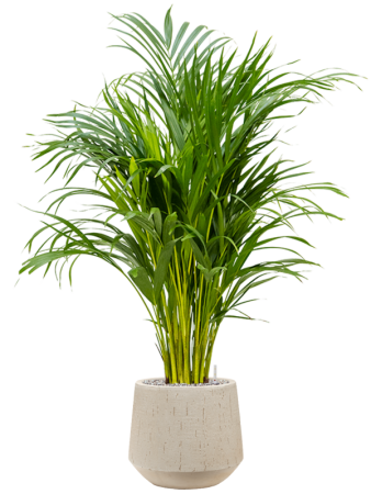 Дипсис Арекa Желтоватый  H100×W45 D21×19 см 