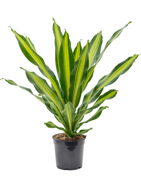 Драцена Fragrans 'Burley'  H80×W60 D21×19 см 