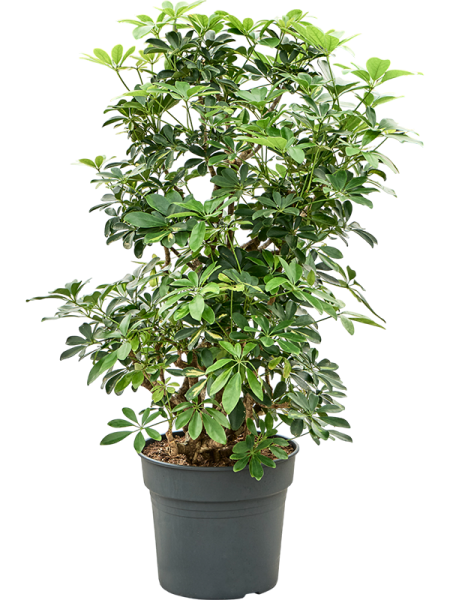 Шеффлера Arboricola 'Gold Capella'  H110×W70 D34×30 см 