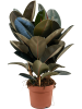Фикус Elastica 'Abidjan'  H80×W45 D24×21 см 