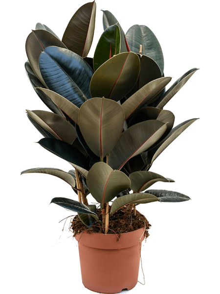 Фикус Elastica 'Abidjan'  H80×W45 D24×21 см 