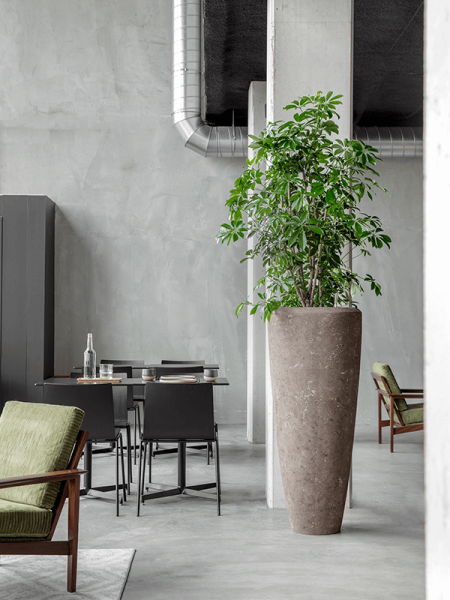 Шеффлера Arboricola 'Compacta'  H130×W90 D34×30 см 
