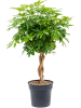 Шеффлера Arboricola 'Compacta'  H125×W60 D30×27 см 