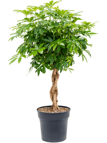 Шеффлера Arboricola 'Compacta'  H125×W60 D30×27 см 