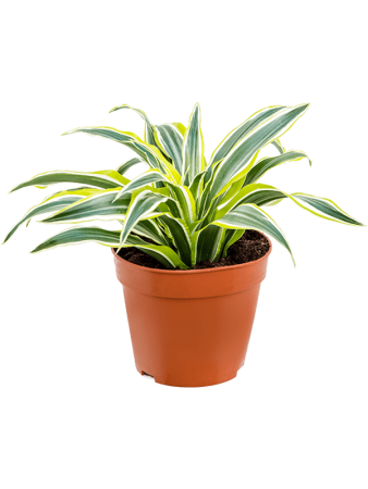 Драцена Fragrans 'Surprise' 8/tray  H25×W20 D12×10 см 