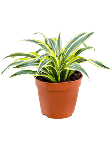 Драцена Fragrans 'Surprise' 8/tray  H25×W20 D12×10 см 