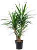 Юкка Elephantipes  H110×W60 D27×23 см 