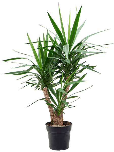 Юкка Elephantipes  H110×W60 D27×23 см 